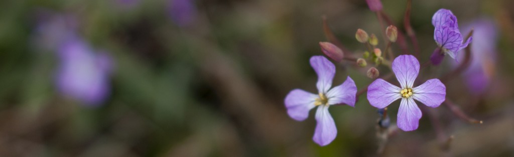 Purple Flowers